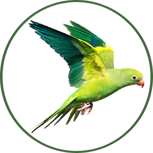 For Birds - Amado Deals - wholesale and distributors with free shipping in United States
