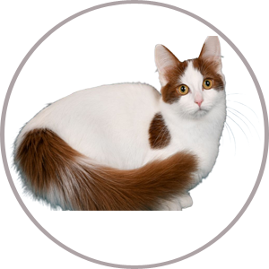 For Cats - Amado Deals - wholesale and distributors with free shipping in United States