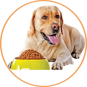 For Dogs - Amado Deals - wholesale and distributors with free shipping in United States