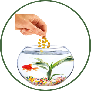 For Fish - Amado Deals - wholesale and distributors with free shipping in United States